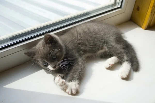 Gatito gris en un alféizar de ventana — Foto de Stock