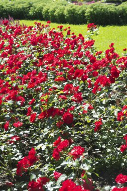 kırmızı çiçekler
