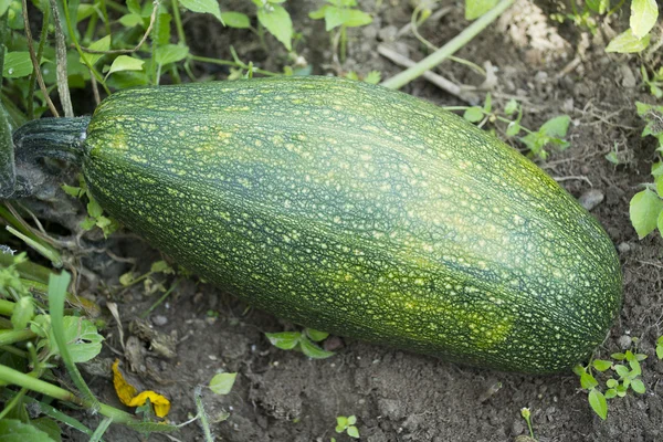 Zucchini; — Stock Photo, Image