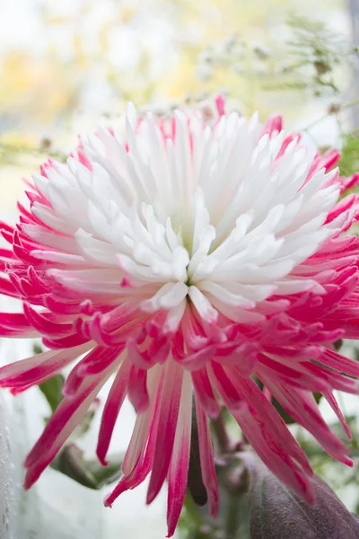 Crisântemo branco e rosa — Fotografia de Stock