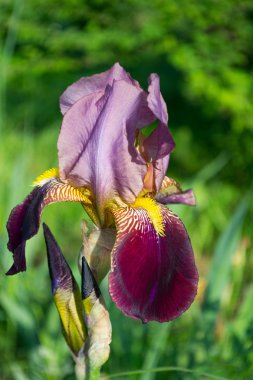 Mor iris çiçeği