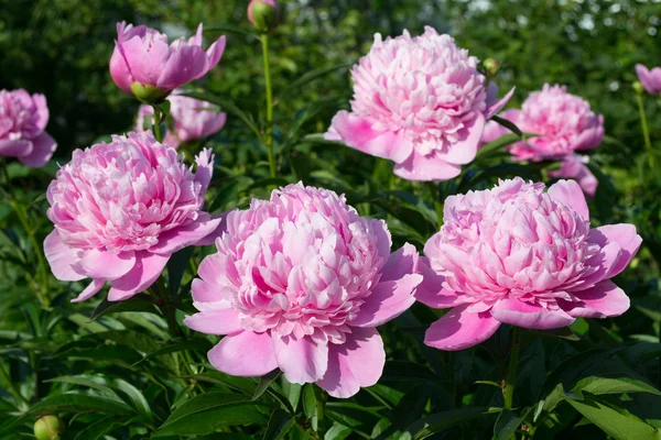 Peony tuin Stockfoto