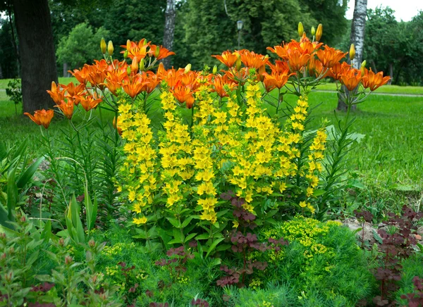 Belo canteiro de flores de lírios — Fotografia de Stock