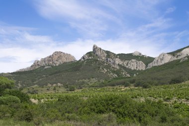 Üzüm bağı
