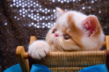 yavru kedi yakın çekim