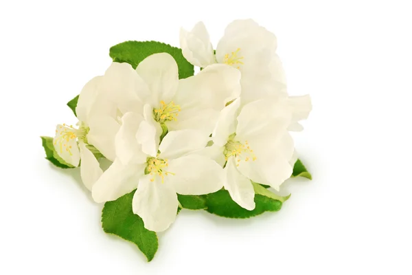 Apple tree flowers — Stock Photo, Image