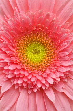 pembe gerbera
