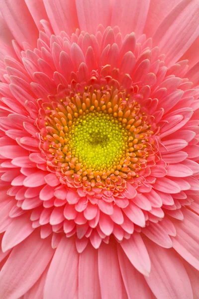 Rosa gerbera — Stockfoto