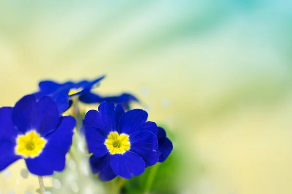 Çuha çiçeği çiçek — Stok fotoğraf