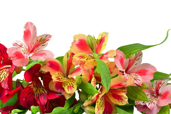 Freesia flower — Stock Photo, Image