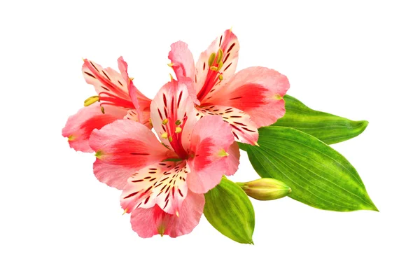 Spring flowers — Stock Photo, Image