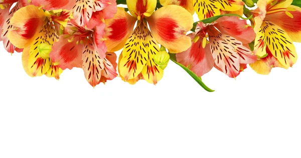 Bouquet isolated — Stock Photo, Image