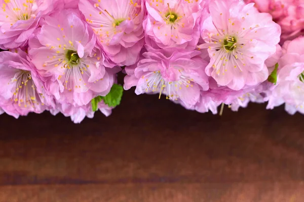 Mandel blommar — Stockfoto