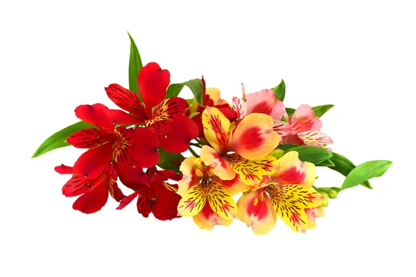 Bouquet isolated — Stock Photo, Image