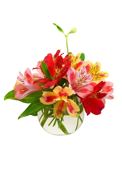 Lily in a vase — Stock Photo, Image