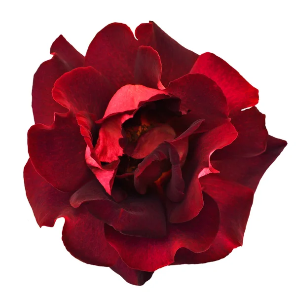 Dark red rose — Stock Photo, Image