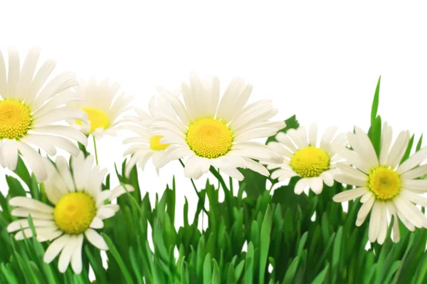 Marguerites Image En Vente