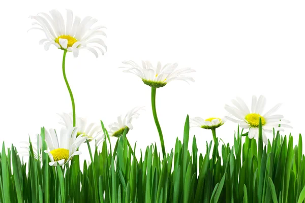 Lawn grass and daisies — Stock Photo, Image