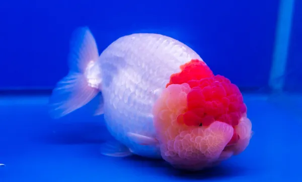 Ryby nativní — Stock fotografie