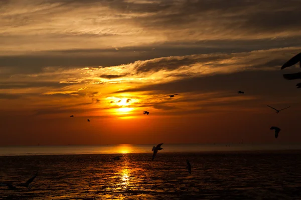 Seagull met zonsondergang op de achtergrond — Stockfoto