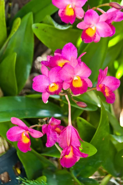 Hermosa orquídea púrpura —  Fotos de Stock