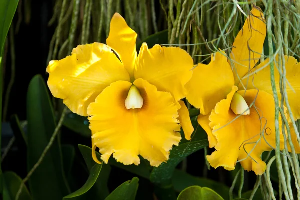 Mooie paarse orchid — Stockfoto