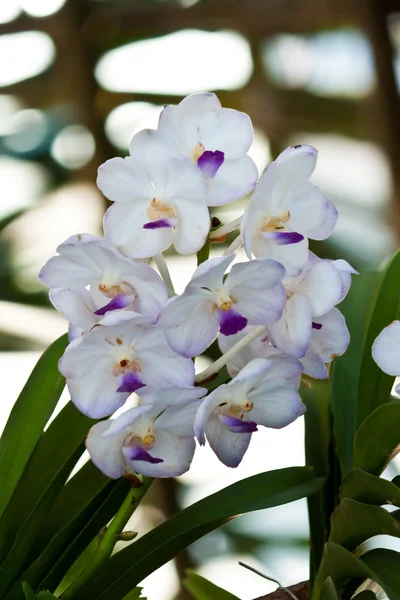 Hermosa orquídea púrpura — Foto de Stock