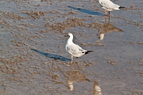 Gaviota —  Fotos de Stock