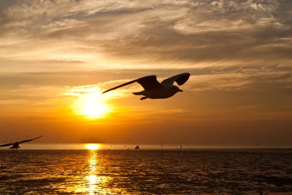 Gaivota com pôr do sol no fundo — Fotografia de Stock