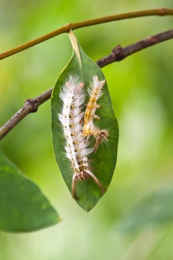 Caterpillar üzüm yaprağı üzerinde