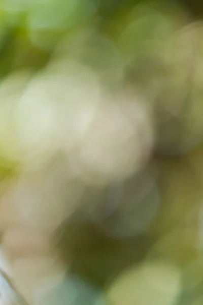 Green bokeh abstract — Stock Photo, Image