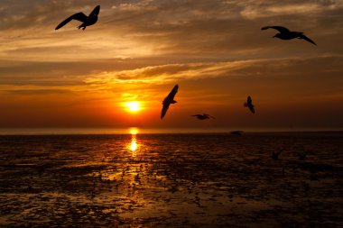 martı ile arka planda günbatımı