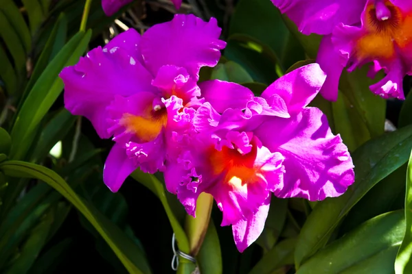 Hermosa orquídea púrpura — Foto de Stock