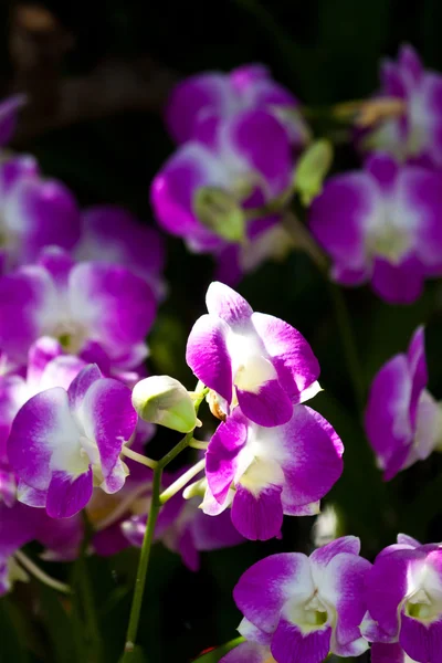 Orquídea roxa bonita — Fotografia de Stock