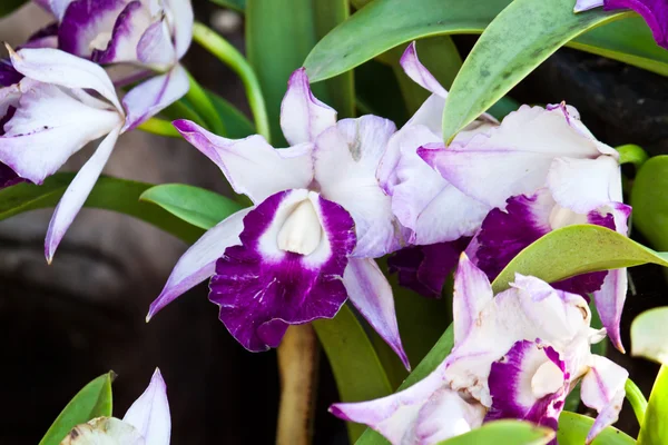 Hermosa orquídea púrpura —  Fotos de Stock