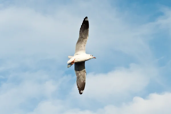 Meeuw — Stockfoto