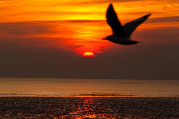 Seagull met zonsondergang op de achtergrond — Stockfoto