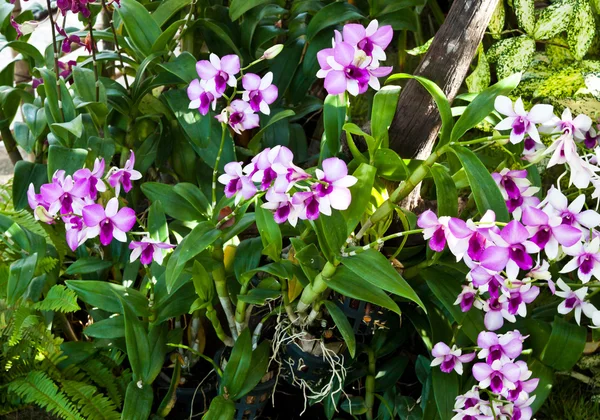 Orquídea roxa bonita — Fotografia de Stock