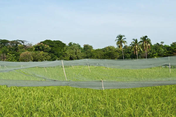 Campos de arroz verdes con terrazas — Foto de Stock