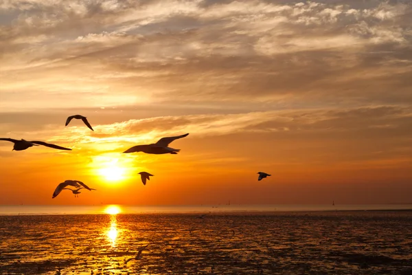 Чайка з заходом сонця на задньому плані — стокове фото