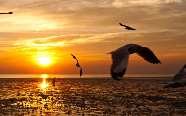 Seagull with sunset in the background — Stock Photo, Image