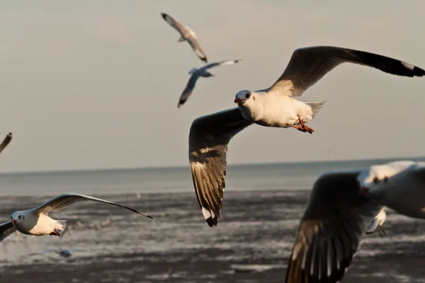 Seagull — Stock Photo, Image