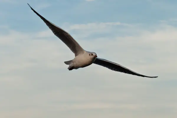 Seagull — Stock Photo, Image