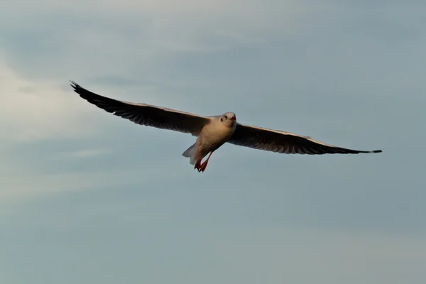 Seagull — Stock Photo, Image