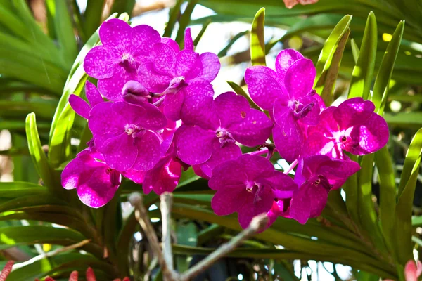 Hermosa orquídea púrpura —  Fotos de Stock