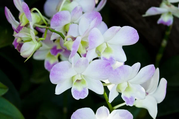 Hermosa orquídea púrpura — Foto de Stock