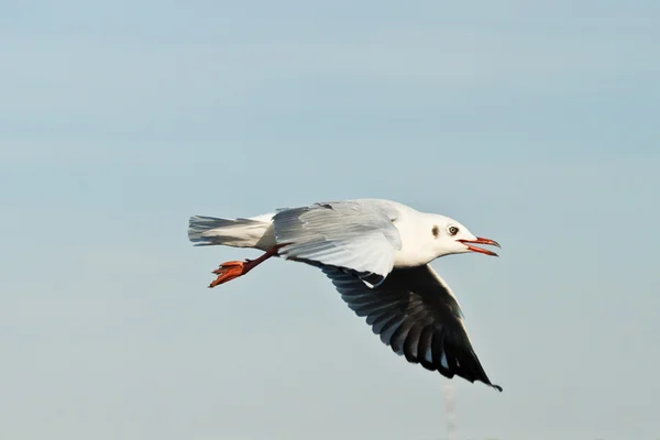 Gaviota — Foto de Stock