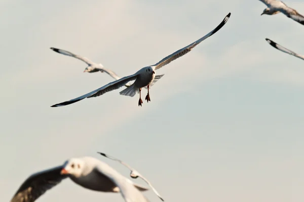 Seagull — Stock Photo, Image