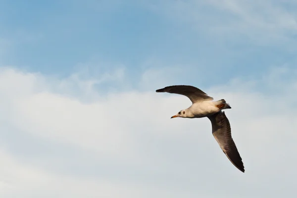 Seagull — Stock Photo, Image