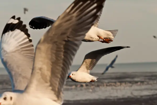 Seagull — Stock Photo, Image